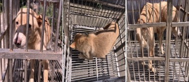 부산동물보호센터_426332202300422